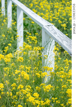 春の光に輝く菜の花 春の光に輝く菜の花 139633456