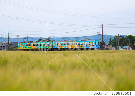 むぎ畑の中を走るえちぜん鉄道 139633501