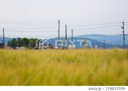 むぎ畑の中を走るえちぜん鉄道 むぎ畑の中を走るえちぜん鉄道 139633509