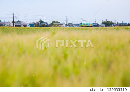 むぎ畑の中を走るえちぜん鉄道 むぎ畑の中を走るえちぜん鉄道 139633510