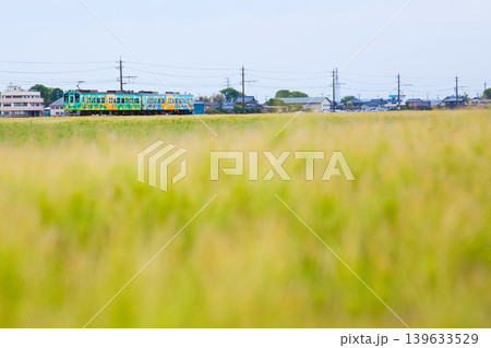 むぎ畑の中を走るえちぜん鉄道 139633529