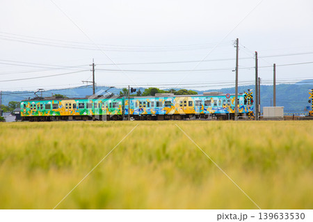 むぎ畑の中を走るえちぜん鉄道 139633530