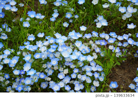 ネモフィラの花 ネモフィラの花 139633634