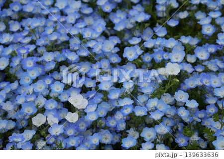 ネモフィラの花 139633636