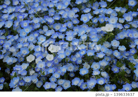 ネモフィラの花 ネモフィラの花 139633637