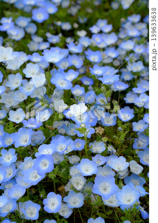 ネモフィラの花 ネモフィラの花 139633638