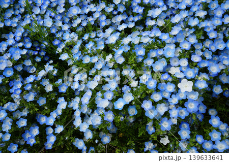 ネモフィラの花 139633641