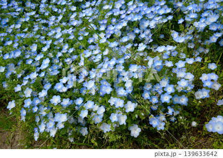 ネモフィラの花 ネモフィラの花 139633642