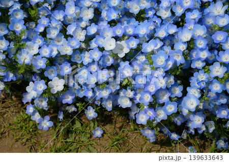 ネモフィラの花 139633643