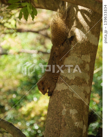 公園で木の実を食べるクリハラリス 139633834