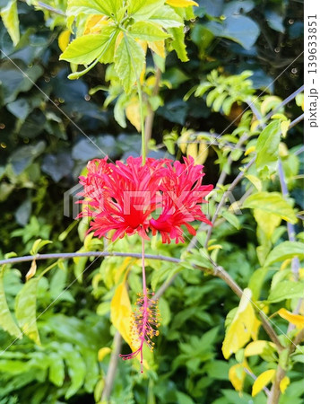 風鈴仏桑花　ふうりんぶっそうげ　Japanese Lantern 139633851