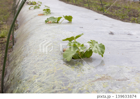 春の西瓜の植え付け 139633874