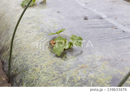 春の西瓜の植え付け 春の西瓜の植え付け 139633876