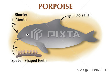 Porpoise anatomy infographic showing external features: dorsal fin, shorter mouth, and spade-shaped teeth. Educational marine biology illustration for science textbook or learning 139633910