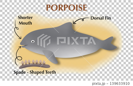 Porpoise anatomy infographic showing external features: dorsal fin, shorter mouth, and spade-shaped teeth. Educational marine biology illustration for science textbook or learning 139633910