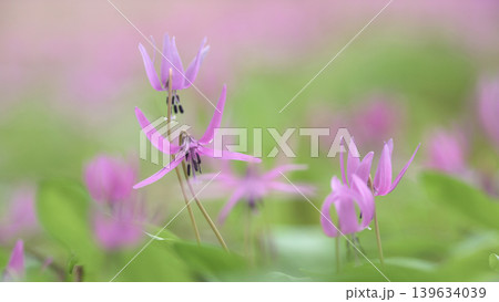 かたくり群生の郷　可憐なカタクリの花　秋田県 139634039