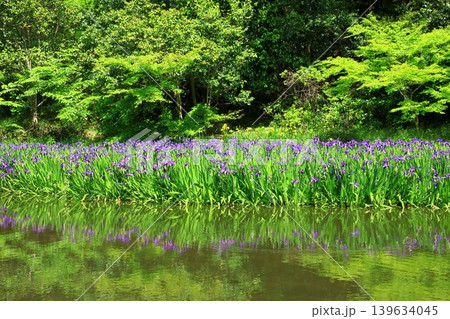 新緑の長岳寺 新緑の長岳寺 139634045