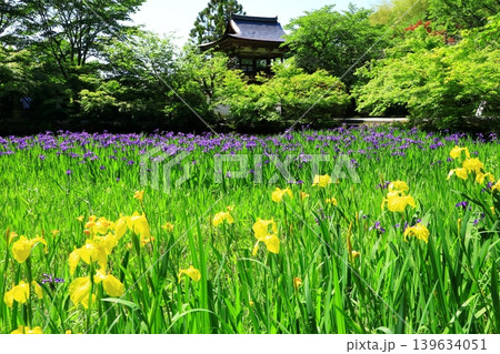 新緑の長岳寺 新緑の長岳寺 139634051