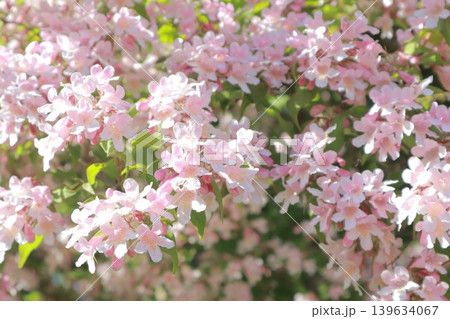 可愛いピンクのショウキウツギの花 139634067
