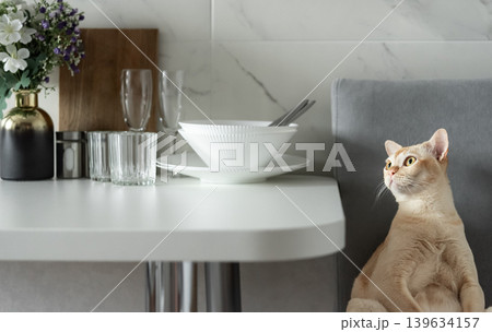 Cat sitting near dining table in modern apartment 139634157