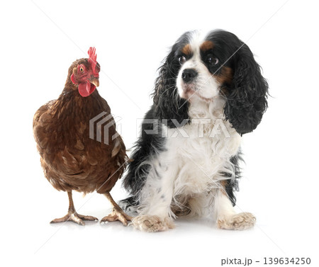 cavalier king charles and chicken cavalier king charles and chicken 139634250