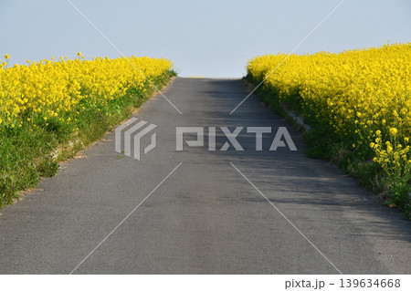 菜の花と道路_07 菜の花と道路_07 139634668