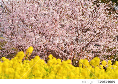 桜と菜の花_01 139634669