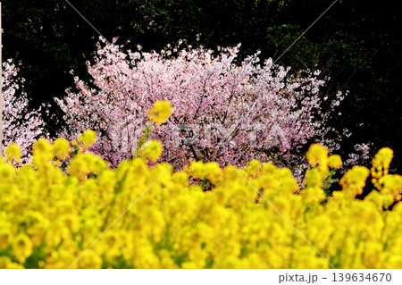 桜と菜の花_02 139634670