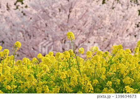 桜と菜の花_05 桜と菜の花_05 139634673