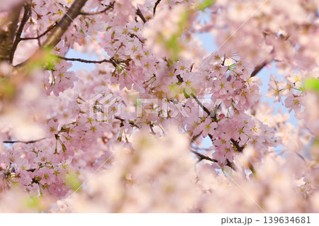 桜の花_07 桜の花_07 139634681