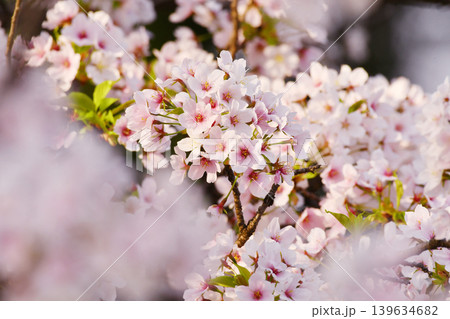 桜の花_08 桜の花_08 139634682