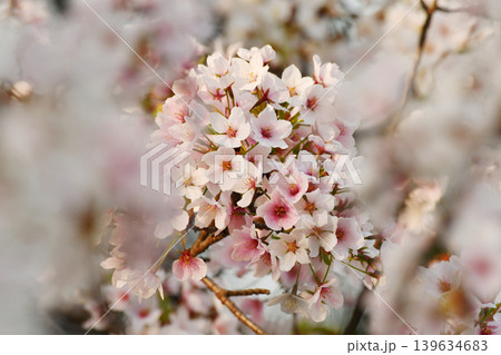 桜の花_09 桜の花_09 139634683