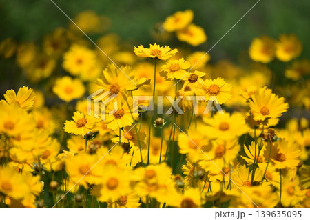 オオキンケイギクの花 139635095