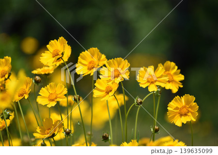 オオキンケイギクの花 オオキンケイギクの花 139635099