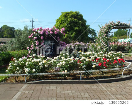 伊奈町制施行記念公園　第3バラ園 139635263