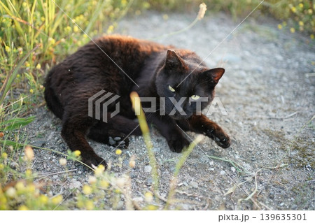 堤防で遊ぶ黒猫 139635301