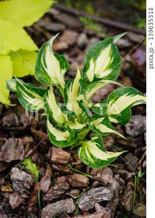 Beautiful Hosta Whirlwind Foliage Growing in Shady Garden Corner on Mulch Beautiful Hosta Whirlwind Foliage Growing in Shady Garden Corner on Mulch 139635318