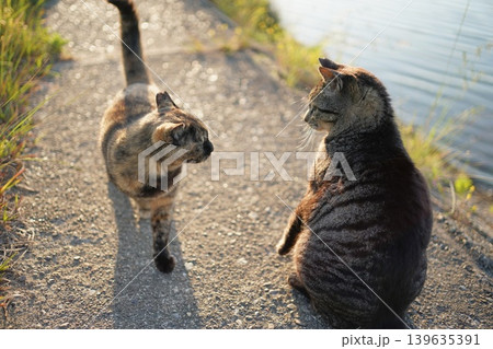 堤防で遊ぶとら猫とさび猫 堤防で遊ぶとら猫とさび猫 139635391
