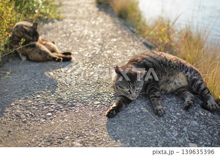 堤防で遊ぶとら猫とさび猫 139635396