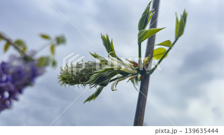 Blooming wisteria with lilac flowers against a background of green grass. Blooming wisteria with lilac flowers against a background of green grass. 139635444
