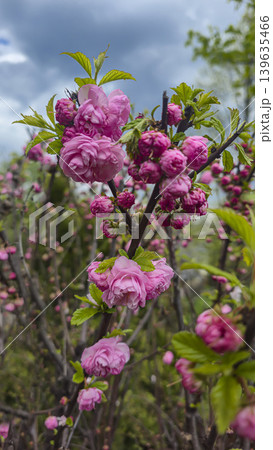 Plants with yellow and pink flowers against a blue sky with a blurred background Plants with yellow and pink flowers against a blue sky with a blurred background 139635466