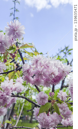 Plants with yellow and pink flowers against a blue sky with a blurred background Plants with yellow and pink flowers against a blue sky with a blurred background 139635471