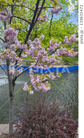 Plants with yellow and pink flowers against a blue sky with a blurred background Plants with yellow and pink flowers against a blue sky with a blurred background 139635472