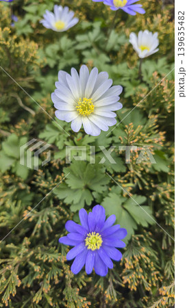 White and lilac flowers in a park meadow among conifer shrubs White and lilac flowers in a park meadow among conifer shrubs 139635482