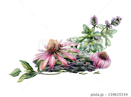 Echinacea, thyme, mint and dry chamomile watercolor bouquet. Herbal botanical composition for immune system medicine packaging, cold relief wellness tea branding and cough remedy design 139635534
