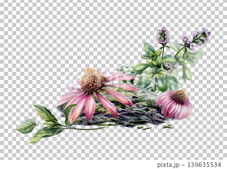 Echinacea, thyme, mint and dry chamomile watercolor bouquet. Herbal botanical composition for immune system medicine packaging, cold relief wellness tea branding and cough remedy design 139635534