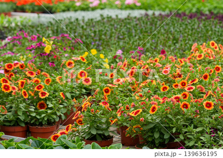 Orange and yellow flowering plants growing in pots inside commercial greenhouse nursery setting Orange and yellow flowering plants growing in pots inside commercial greenhouse nursery setting 139636195