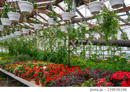 Lush greenhouse with hanging plants colorful flowers and climbing vines in flower nursery 139636196