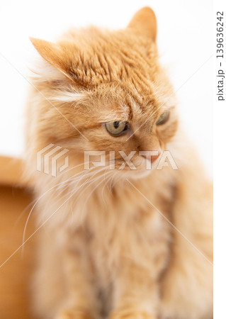 下を向きイカ耳の茶トラ猫 下を向きイカ耳の茶トラ猫 139636242