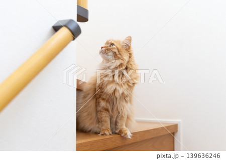 階段で上を見上げる茶トラ猫 139636246